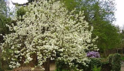 Плодові дерева груша звичайна фото і опис крони і плода (плодові) Плодові дерева груша звичайна фото і опис крони і плода