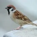 Чому люди поводяться по-хамськи прості відповіді на складні питання (люди) Чому люди поводяться по-хамськи прості відповіді на складні питання