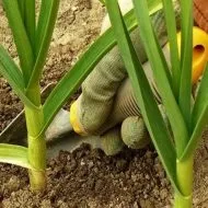 Чому не росте кріп на городі