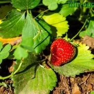 Чому не росте кріп на городі