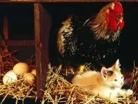 Чому курка бігає без голови чому курка бігає з відрубаною головою без голови (бігає) Чому курка бігає без голови чому курка бігає з відрубаною головою без голови