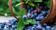 Чому червоніють листя у полуниці що робити, якщо у полуниці червоніють листя, красивий будинок і сад (полуниці) Чому червоніють листя у полуниці що робити, якщо у полуниці червоніють листя, красивий будинок і сад