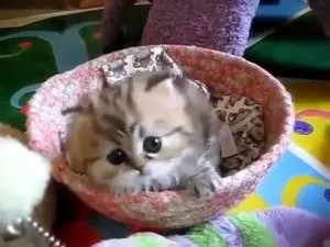 Чому кіт махає хвостом, котячий помічник (вигинає спину починає) Чому кіт махає хвостом, котячий помічник