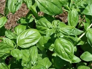 Чому морква виростає несолодкої і гірчить
