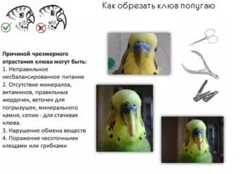 Чому і що робити, якщо у хвилястого папугу виріс дзьоб довгий (чому) Чому і що робити, якщо у хвилястого папугу виріс дзьоб довгий