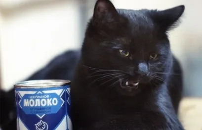 Чому кішка не п'є молоко