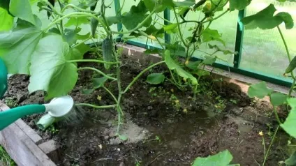 Чому гірчать огірки в теплиці причини, як уникнути проблеми, що робити, щоб не були гіркими, (теплиці) Чому гірчать огірки в теплиці причини, як уникнути проблеми, що робити, щоб не були гіркими,