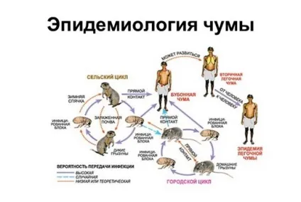 Чому люди більше не хворіють на чуму як людство впоралося з чумою (захворювання) Чому люди більше не хворіють на чуму як людство впоралося з чумою
