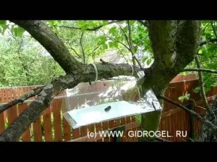 Чому падають яблука з яблуні в липні що робити якщо передчасно обпадають, причини