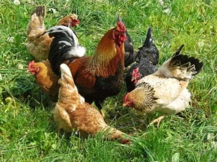 Чому півень не буде топтати курей