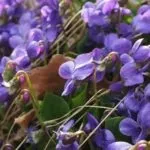 Чому у орхідеї обпадають бутони причини і рішення (чому) Чому у орхідеї обпадають бутони причини і рішення