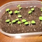 Чому у герані жовтіють листя кімнатні рослини (жовтіють) Чому у герані жовтіють листя кімнатні рослини