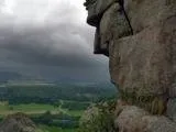 Поштовий голуб