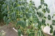 Чому жовтіє листя у огірків основні причини та способи їх усунення (чому) Чому жовтіє листя у огірків основні причини та способи їх усунення
