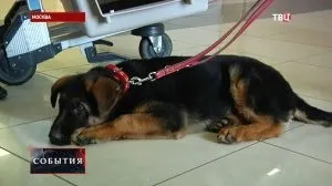 Чому щеня сригивает їжу, мій щеня