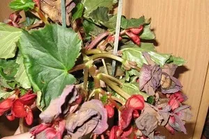 Чому у бегонії сохнуть листя що робити, як запобігти