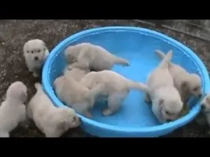 Чому щеня сригивает їжу, мій щеня