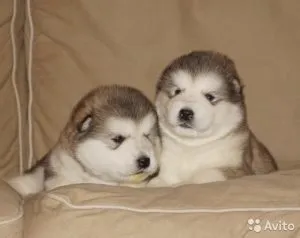 Чому щеня сригивает їжу, мій щеня