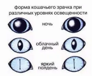 Чому у кішок світяться очі в темряві або кінець забобонів про кішок (очі) Чому у кішок світяться очі в темряві або кінець забобонів про кішок