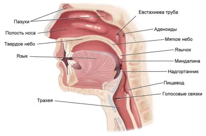 Чому дитина хропе що робити при хропіння у дітей