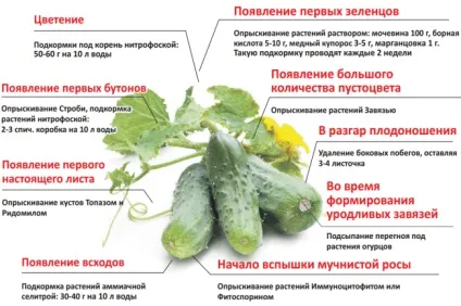 Чому жовтіє листя у огірків основні причини та способи їх усунення (основні) Чому жовтіє листя у огірків основні причини та способи їх усунення