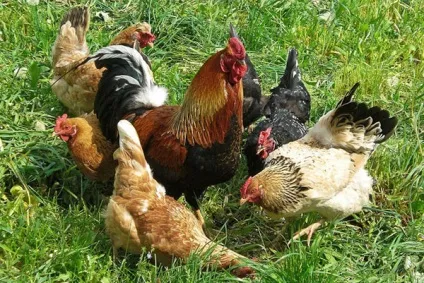 Чому я не тримаю півня в своїй зграї курей (зграї) Чому я не тримаю півня в своїй зграї курей