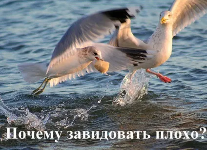 Чому заздрити погано