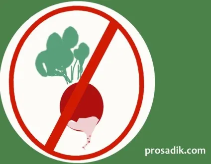 Чому редис НЕ зав'язується, ради садівникові (чому) Чому редис НЕ зав'язується, ради садівникові