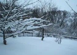 Підготовка дерев до зими восени, після збору врожаю, обробка від шкідників, полив, обрізка (підготовка) Підготовка дерев до зими восени, після збору врожаю, обробка від шкідників, полив, обрізка