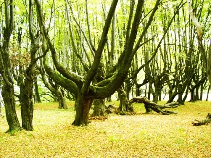 Підгорецький замок