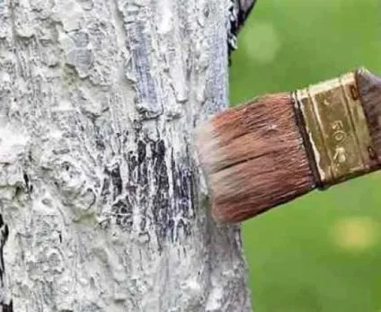Підготовка дерев до зими восени, після збору врожаю, обробка від шкідників, полив, обрізка (восени) Підготовка дерев до зими восени, після збору врожаю, обробка від шкідників, полив, обрізка