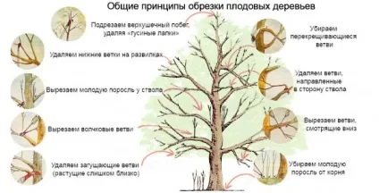 Підготовка яблунь до зими як укрити дерево, щоб уникнути морозобоін (укрити) Підготовка яблунь до зими як укрити дерево, щоб уникнути морозобоін