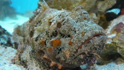 Підводний світ червоного моря