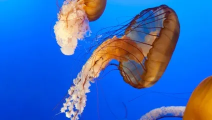 Підводний світ червоного моря