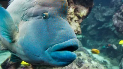 Підводний світ червоного моря