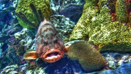 Підводний світ червоного моря