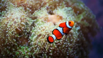 Підводний світ червоного моря
