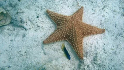Підводний світ червоного моря