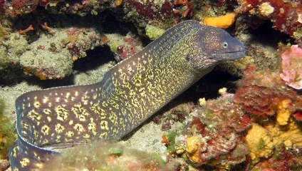 Підводний світ червоного моря