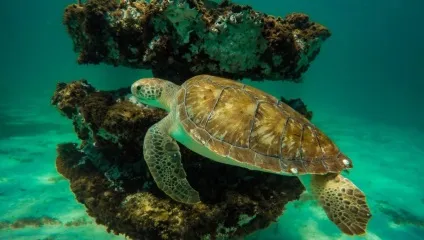 Підводний світ червоного моря