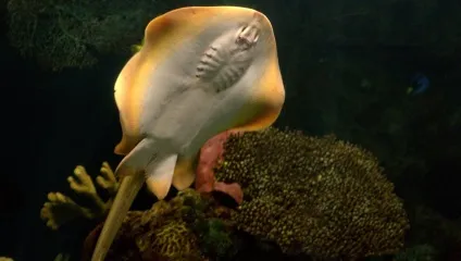 Підводний світ червоного моря