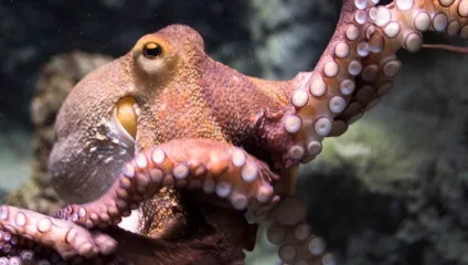 Підводний світ червоного моря