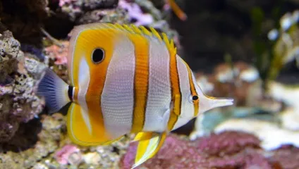 Підводний світ червоного моря