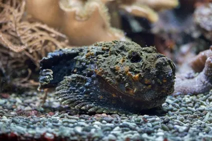 Підводні небезпеки морів - безпечний туризм і відпочинок (підводні) Підводні небезпеки морів - безпечний туризм і відпочинок