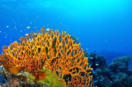 Підводні небезпеки морів - безпечний туризм і відпочинок (небезпеки) Підводні небезпеки морів - безпечний туризм і відпочинок