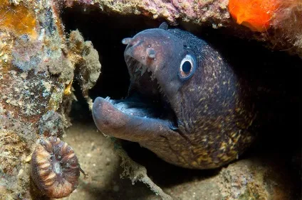 Підводні небезпеки морів - безпечний туризм і відпочинок (підводні) Підводні небезпеки морів - безпечний туризм і відпочинок