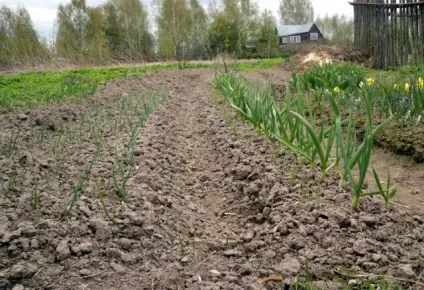 Підживлення цибулі на перо