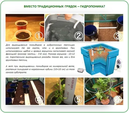 Підготовка ґрунту в теплиці під помідори навесні покрокове керівництво (теплиці) Підготовка ґрунту в теплиці під помідори навесні покрокове керівництво