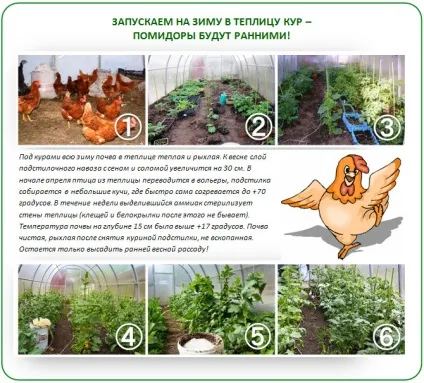 Підготовка ґрунту в теплиці під помідори навесні покрокове керівництво (навесні) Підготовка ґрунту в теплиці під помідори навесні покрокове керівництво