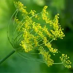Корисна зелень для життя кріп, петрушка, зелена цибуля - користь, властивості, лікування, протипоказання